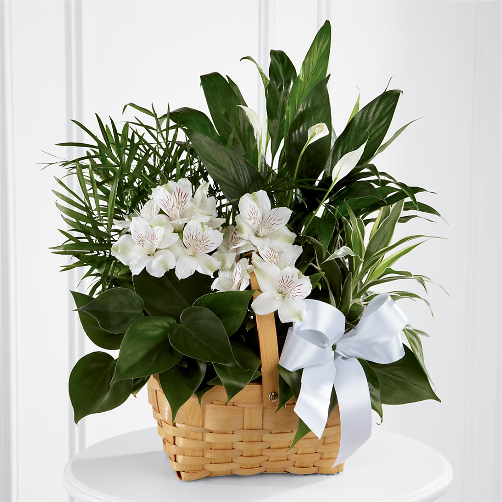 Peace & Serenity Dishgarden – Miami Flowers, Miami FL