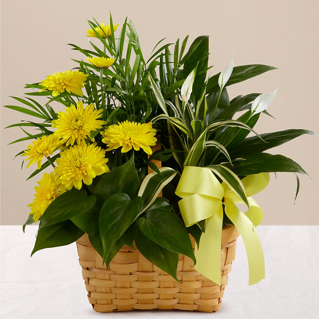 Loving Light Dishgarden – Miami Flowers, Miami FL