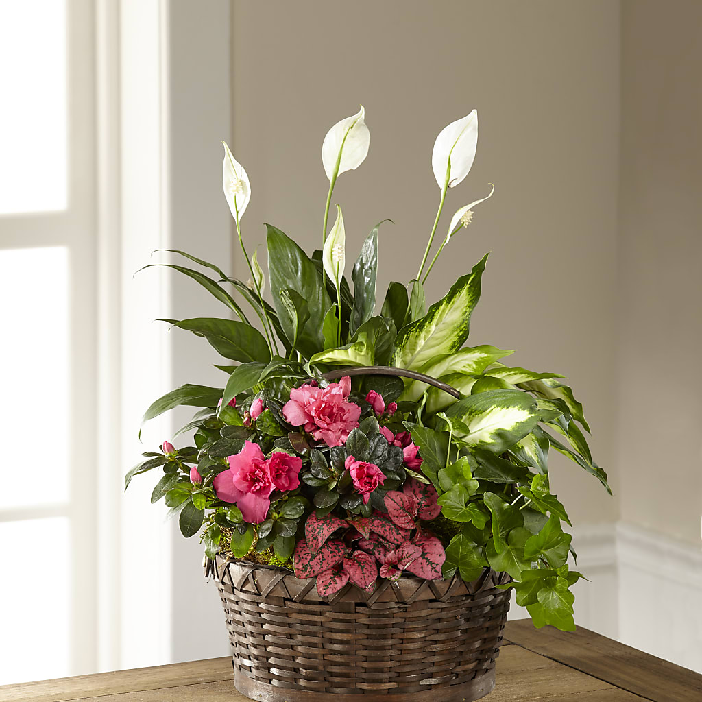 Dream in Pink Dishgarden – Miami Flowers, Miami FL