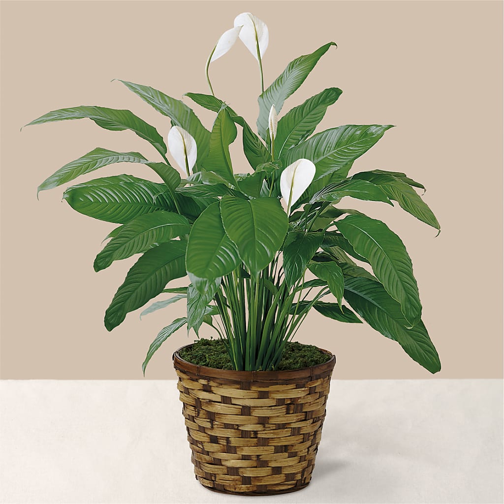Tranquil Moments Peace Lily Plant – Miami Flowers, Miami FL