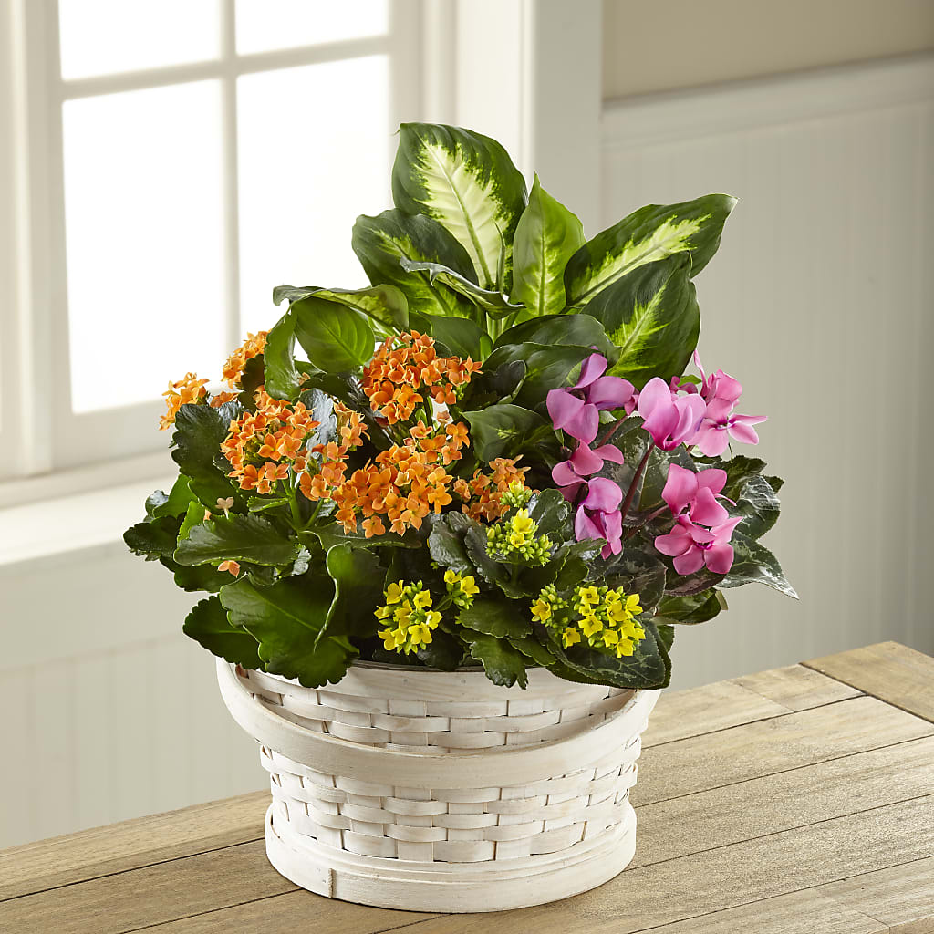 Color Crush Dishgarden – Miami Flowers, Miami FL