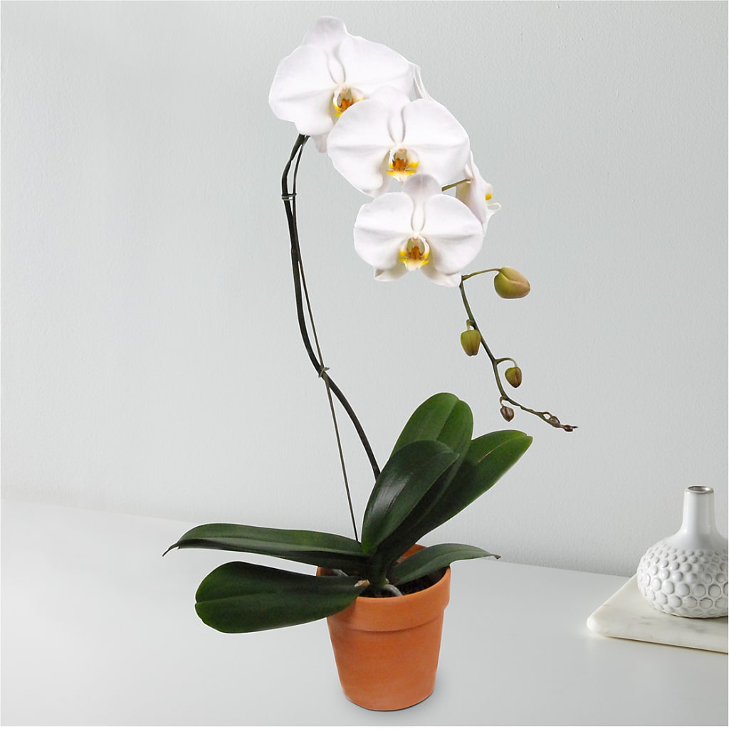 White Cascading Orchid – Miami Flowers, Miami FL