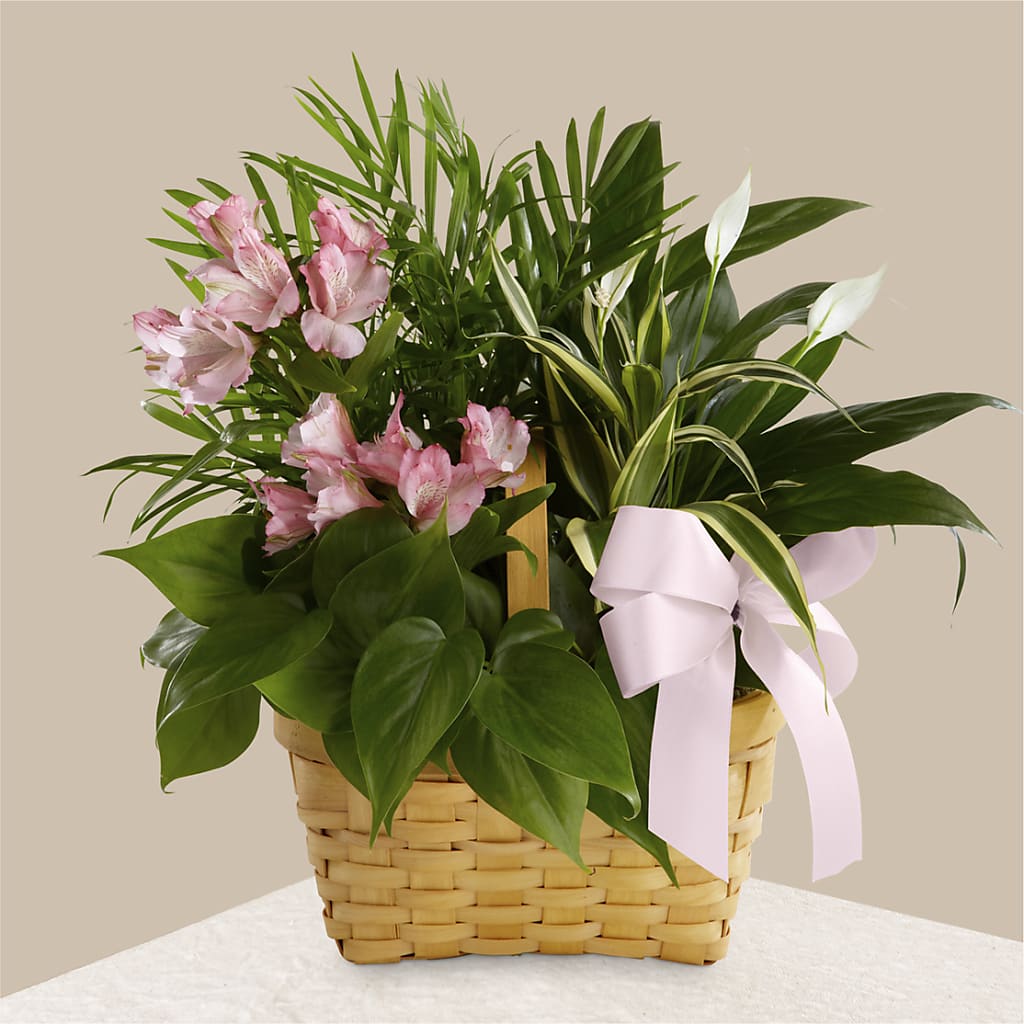 Living Spirit Dishgarden – Miami Flowers, Miami FL