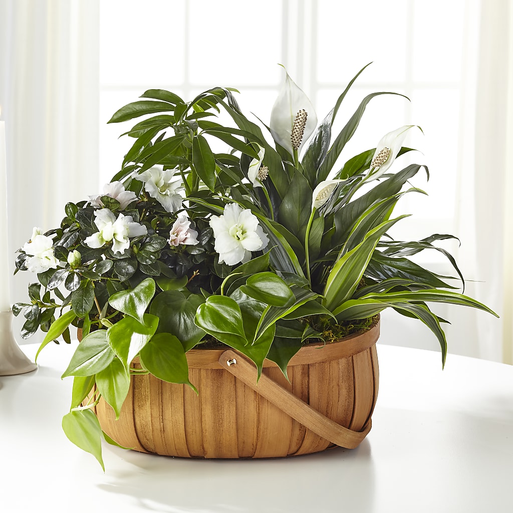 Serene Dishgarden – Miami Flowers, Miami FL