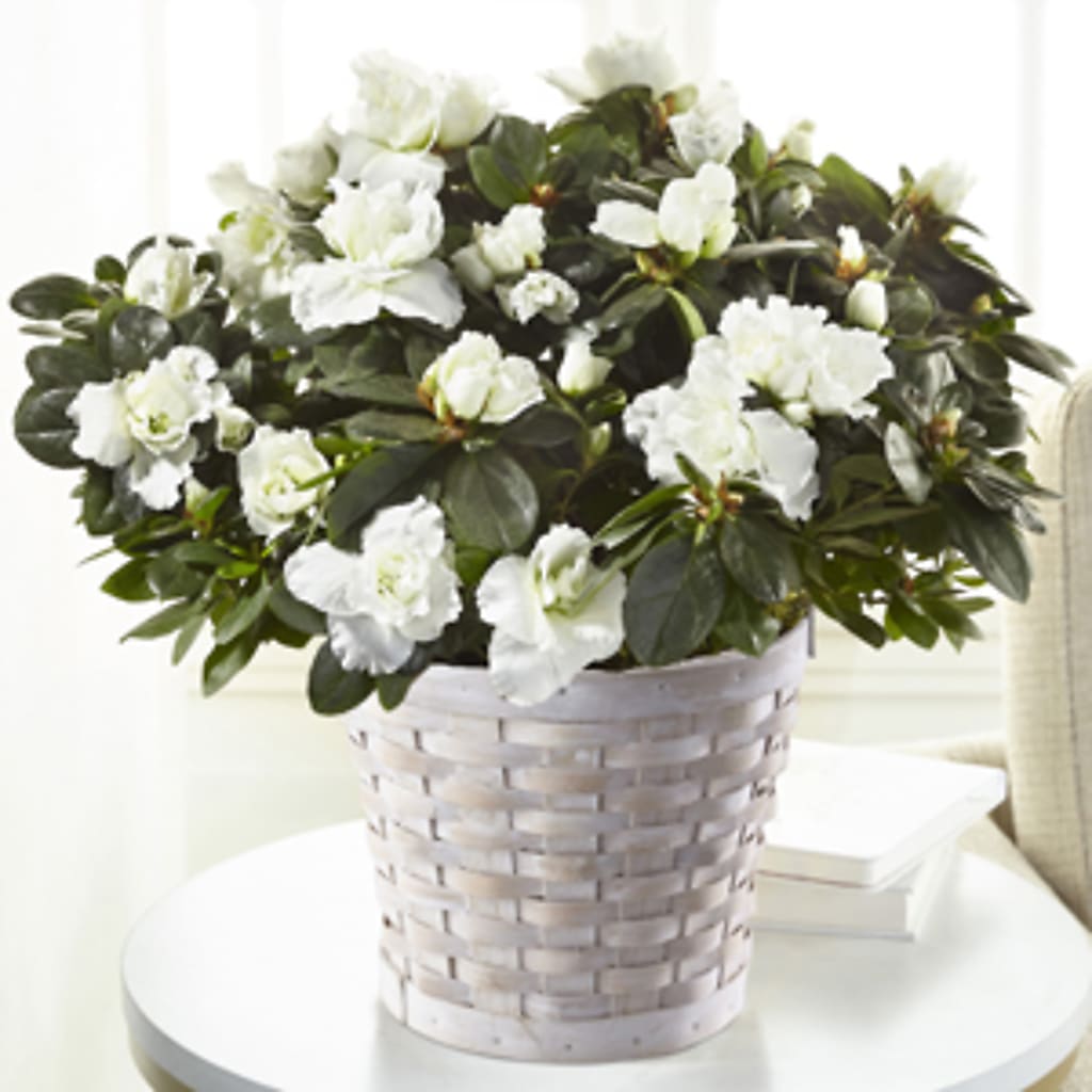 White Azalea Plant – Miami Flowers, Miami FL