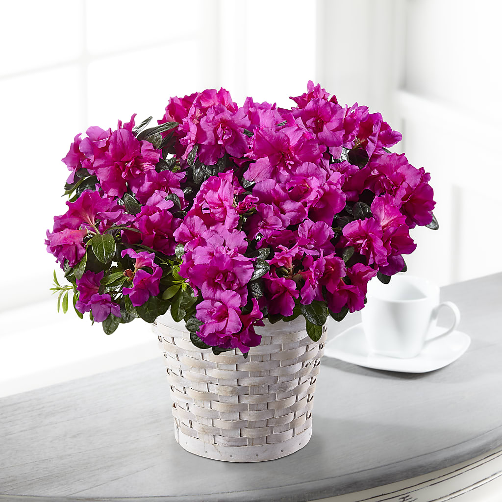 Hope & Serenity Azalea Plant – Miami Flowers, Miami FL