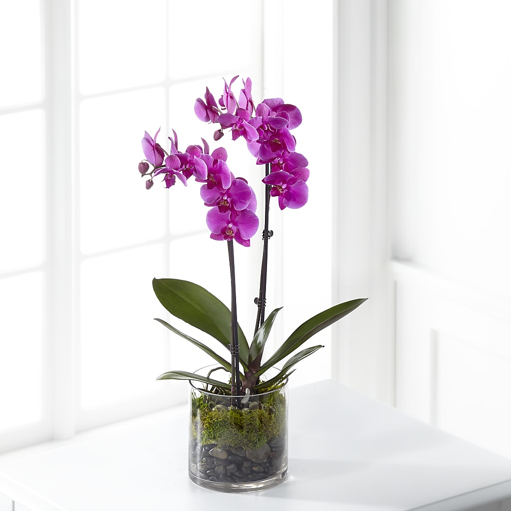 Pink Orchid Plant – Miami Flowers, Miami FL