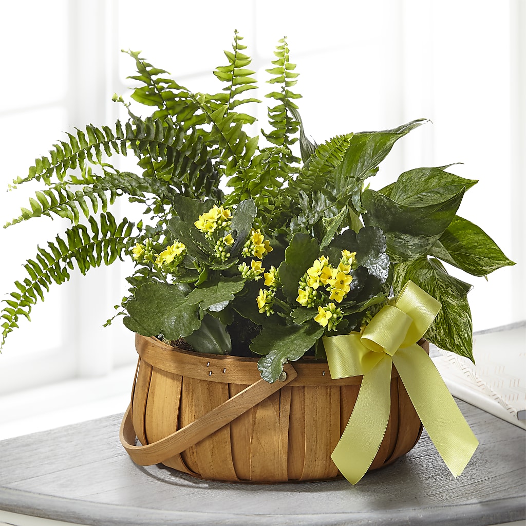 Always Dear Dishgarden – Miami Flowers, Miami FL