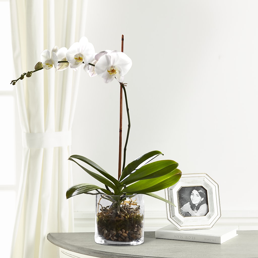 White Orchid Planter – Miami Flowers, Miami FL