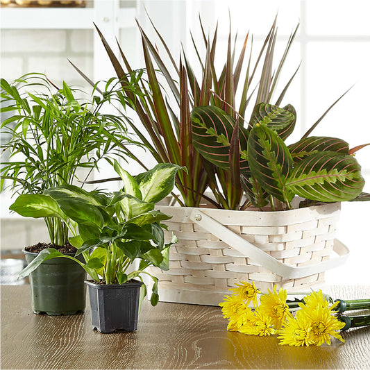 Florist Designed Blooming and Green Plants in a Basket –  Miami Flowers, Miami FL