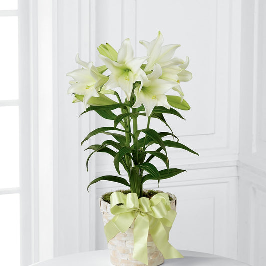 Easter Lily Plant –  Miami Flowers, Miami FL