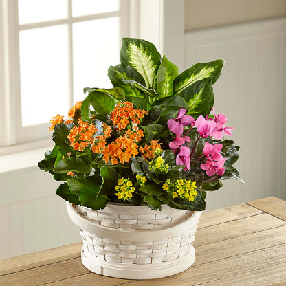 Color Crush Dishgarden –  Miami Flowers, Miami FL