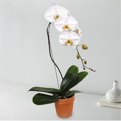 White Cascading Orchid –  Miami Flowers, Miami FL