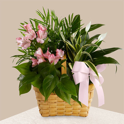 Living Spirit Dishgarden –  Miami Flowers, Miami FL