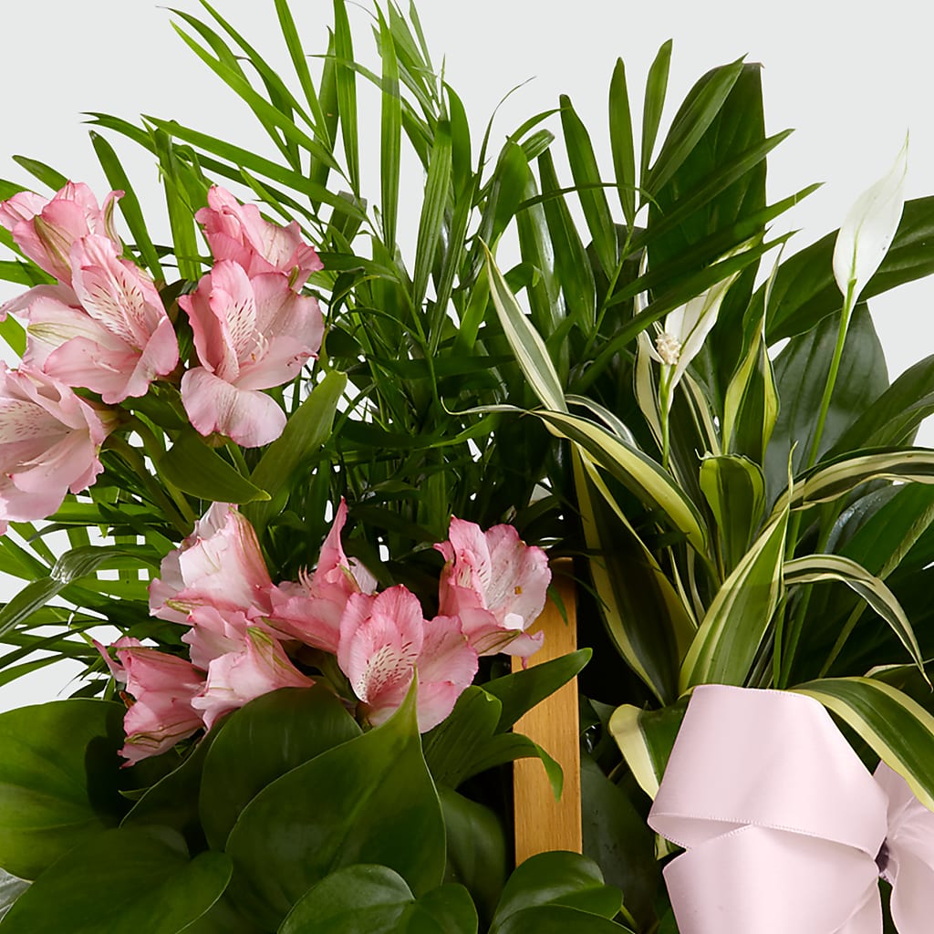 Living Spirit Dishgarden –  Miami Flowers, Miami FL