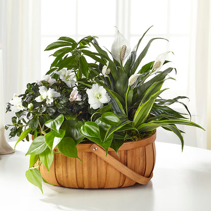 Serene Dishgarden –  Miami Flowers, Miami FL
