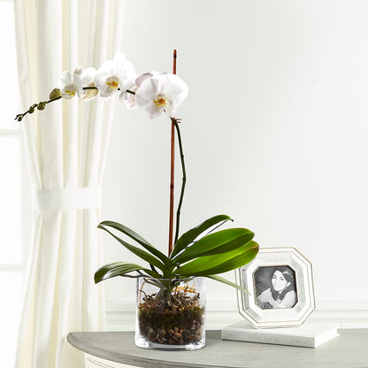 White Orchid Planter –  Miami Flowers, Miami FL